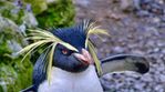 Rockhopper-(1).jpeg