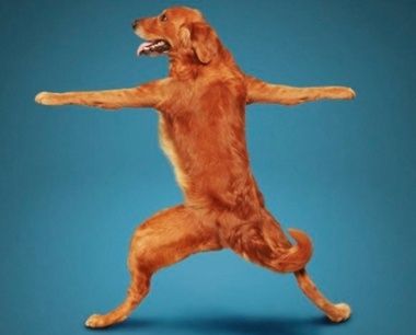 dogyoga5.jpg