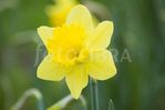 Profile (Daffodil)